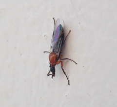 Dilophus occipitalis