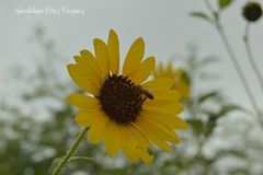 Helianthus