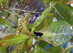 Melanis acroleuca acroleuca