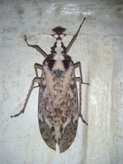 Phrictus moebiusi