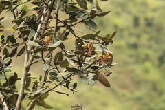 Hesperomeles ferruginea
