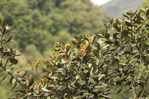 Hesperomeles ferruginea, photograph 3