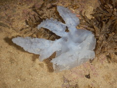 Acromitus
