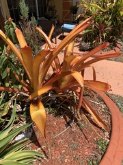 Aechmea blanchetiana