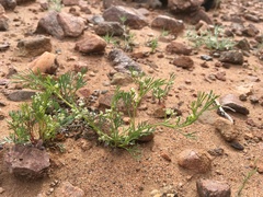 Spermolepis lateriflora