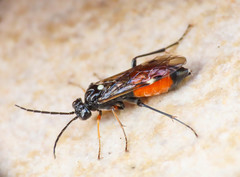 Tenthredopsis floricola