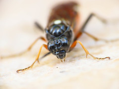 Tenthredopsis floricola