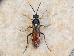 Tenthredopsis floricola