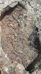 Muhlenbergia minutissima