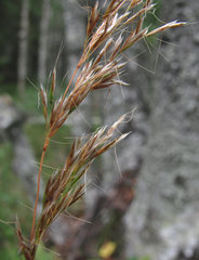 Trisetum sibiricum