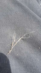 Muhlenbergia minutissima