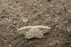 Phalacra strigata