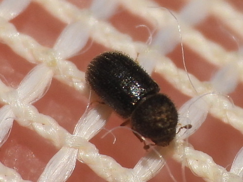 Hypothenemus dissimilis