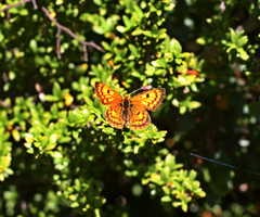 Lycaena salustius