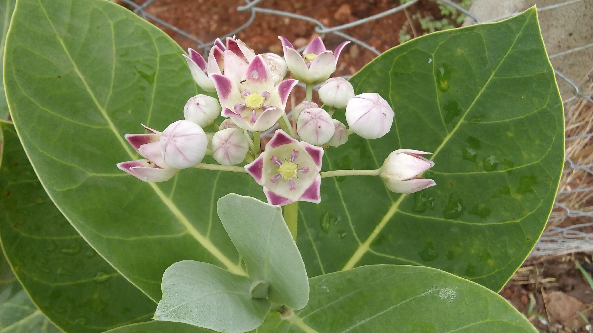 Calotropis procera
