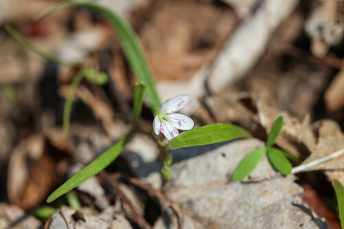 Virginia Springbeauty