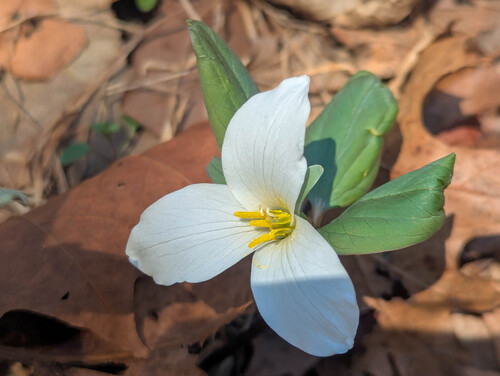 Trillium nivale, photograph 2