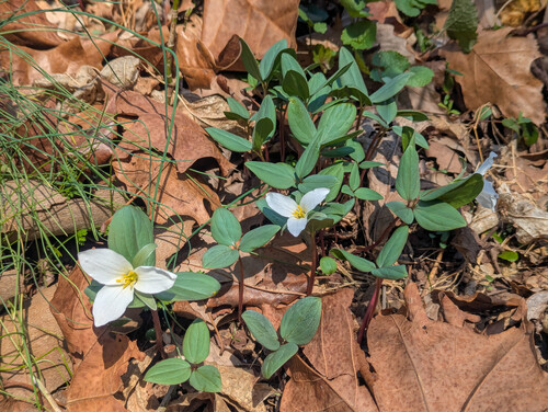 Trillium nivale, photograph 1
