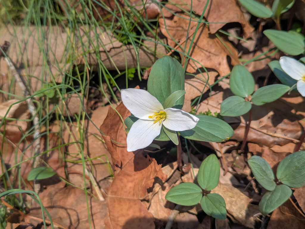Trillium nivale; photograph (c) Tom Field, some rights reserved (CC BY)