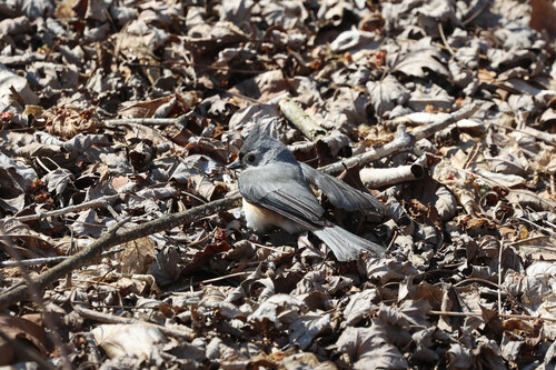 Tufted Titmouse