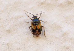 Deraeocoris serenus