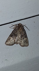 Phosphila turbulenta