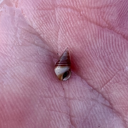 Hinea lineata observed 2026-04-25