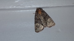 Phosphila turbulenta