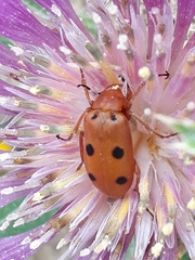 Leptopalpus rostratus