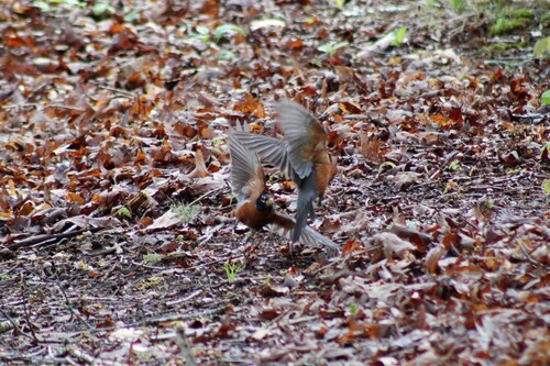 American Robin
