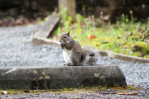 Eastern Gray Squirrel