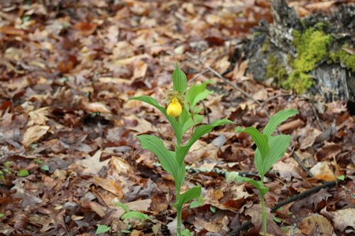 Yellow Lady'S Slipper
