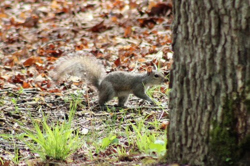 Eastern Gray Squirrel