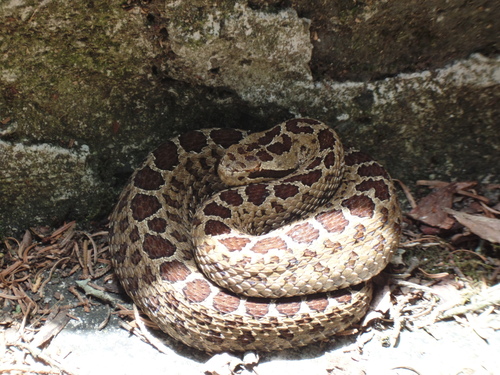 Dusky Rattlesnake