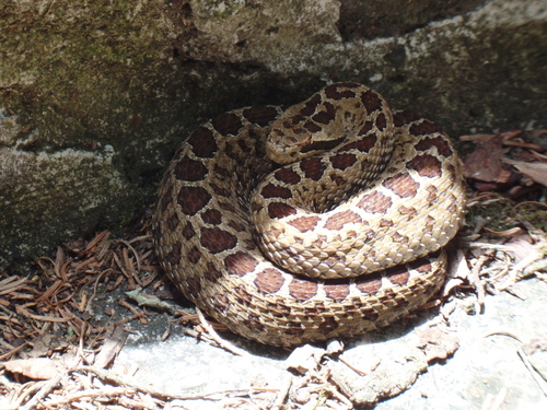 Dusky Rattlesnake