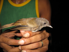 Alcippe brunneicauda