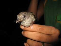 Alcippe brunneicauda