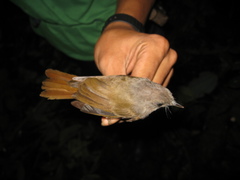 Alcippe brunneicauda