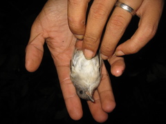 Alcippe brunneicauda