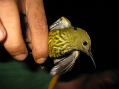 Kurochkinegramma hypogrammicum