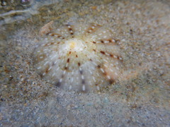 Cellana karachiensis