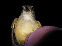 Malacocincla sepiaria