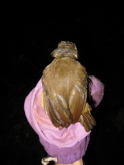 Malacocincla sepiaria