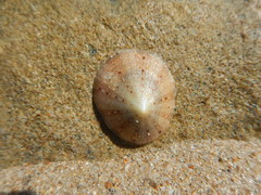 Cellana karachiensis