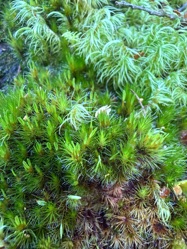 Campylopus purpureocaulis, 2026-04-25