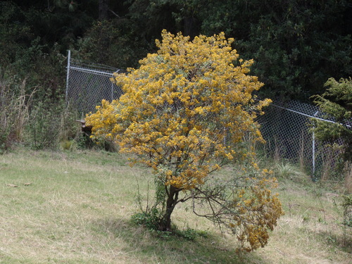 Barkleyanthus salicifolius, photograph 4