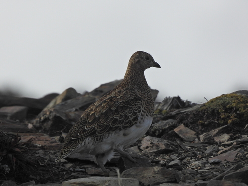 White-bellied Seedsnipe (Attagis malouinus), photo 2