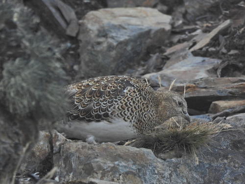 White-bellied Seedsnipe (Attagis malouinus), photo 3