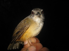 Malacocincla sepiaria