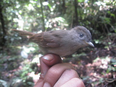 Alcippe brunneicauda